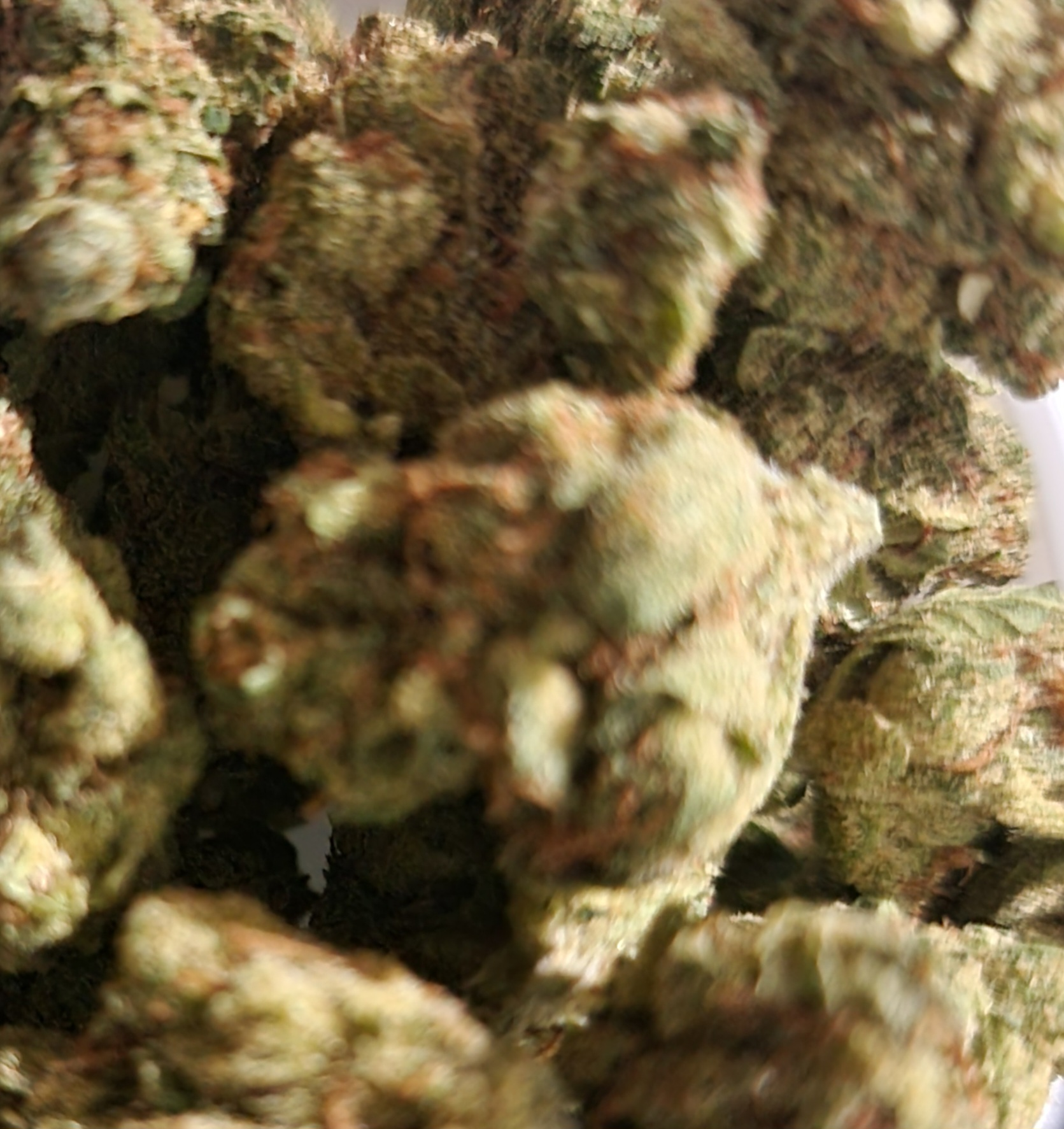 Blue Dream by Nanticoke – Treehouse (NY Dispensary)