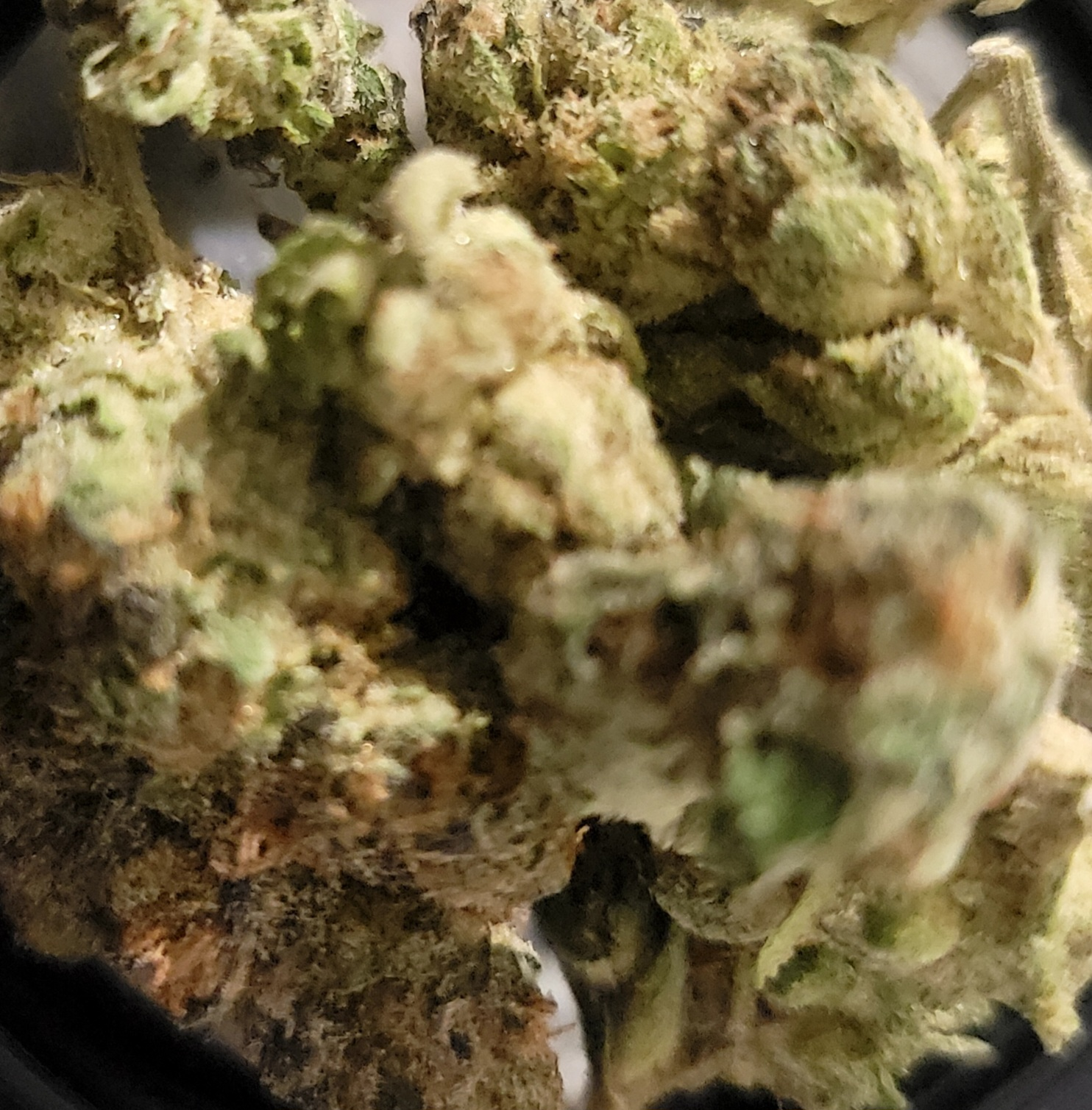 Lemon Cherry Oreoz by 5 Boro Cannabis – Treehouse (NY Dispensary)