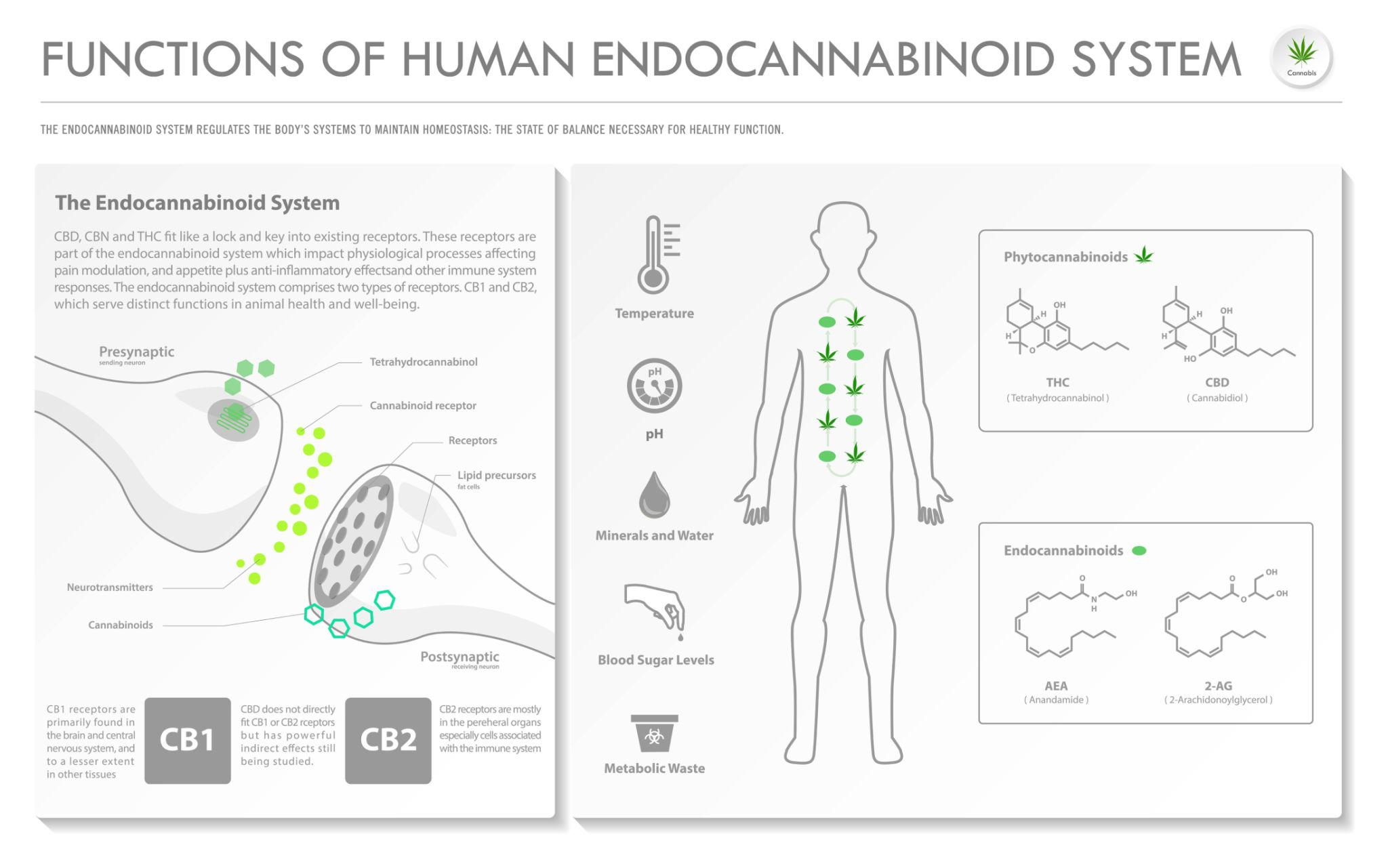 Understanding the Endocannabinoid System